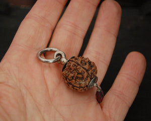 Rudraksha Pendant with Silver Cap and Ruby Charm